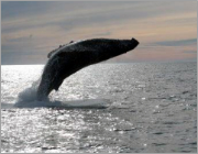 Rockypoint Whale Watching