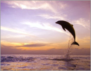 Rockypoint Dolphin Watching